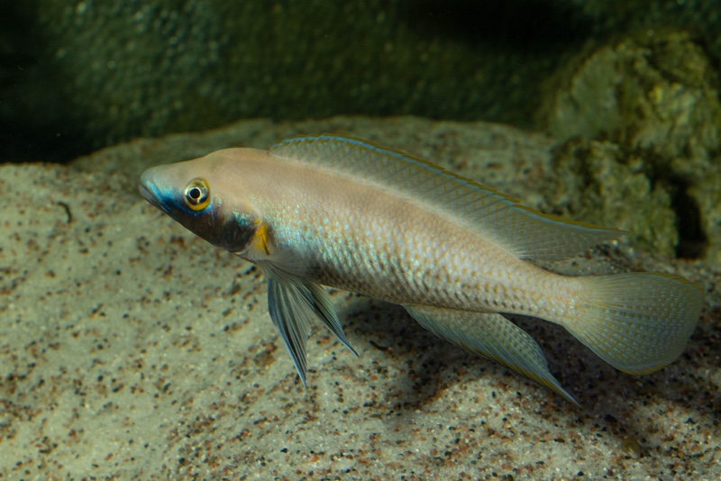 Neolamprologus nigriventris 'Kiku'